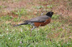 Turdus migratorius