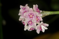 Hoya diversifolia