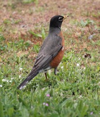 Turdus migratorius