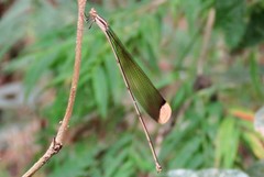 Mecistogaster ornata