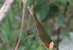 Mecistogaster ornata