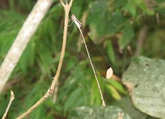 Mecistogaster ornata