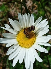 Eristalinus taeniops