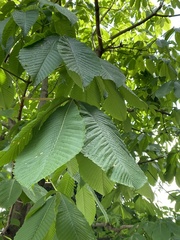 Aesculus turbinata