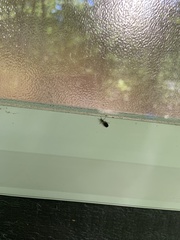 Rhamphomyia longicauda