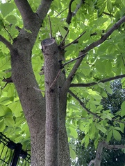 Aesculus turbinata