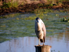 Nycticorax nycticorax image
