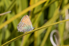 Callophrys mcfarlandi