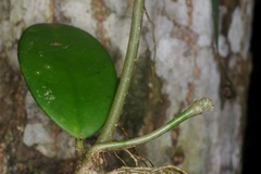 Hoya diversifolia