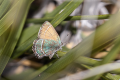 Callophrys mcfarlandi