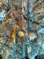 Gastroscyphus hectoris