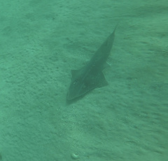 Rhynchobatus australiae