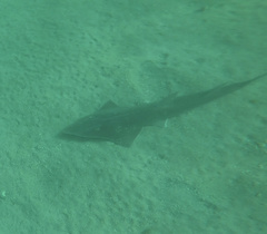 Rhynchobatus australiae