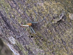 Leucauge blanda