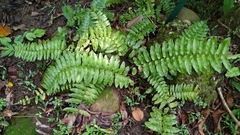 Bolbitis rhizophylla