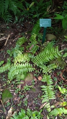 Bolbitis rhizophylla