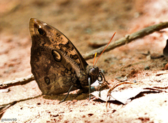 Opsiphanes invirae