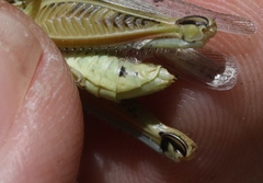 Melanoplus devastator