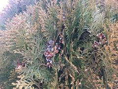 Platycladus orientalis