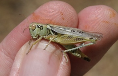 Melanoplus devastator