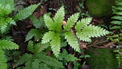 Pteris wulaiensis