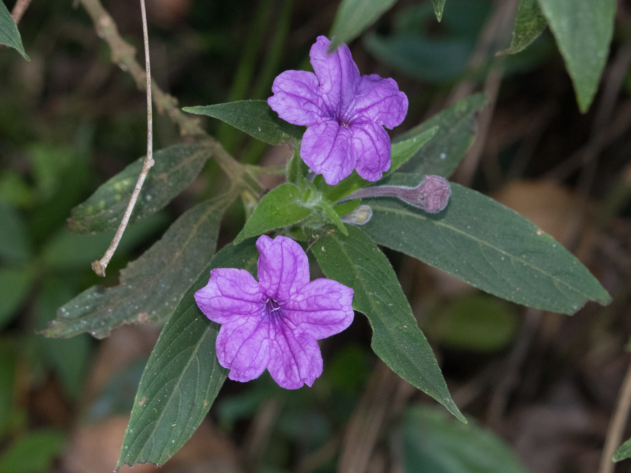 Ruellia jussieuoides