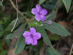 Ruellia jussieuoides