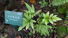 Pteris wulaiensis