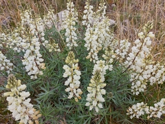 Lupinus sulphureus