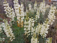 Lupinus sulphureus