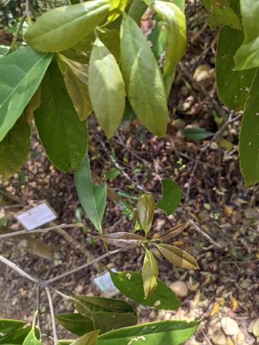 Symplocos theophrastifolia iNat (1)