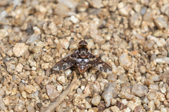 Exoprosopa caliptera