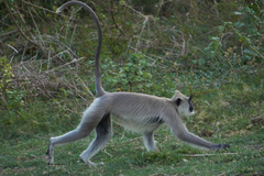 Semnopithecus priam thersites