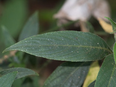 Ruellia jussieuoides