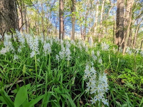 Camassia scilloides