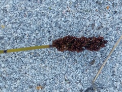 Elegia tectorum