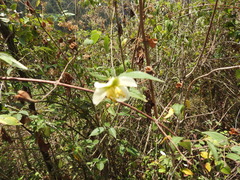 Philadelphus mexicanus