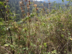 Philadelphus mexicanus