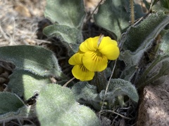 Viola purpurea aurea