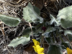 Viola purpurea aurea
