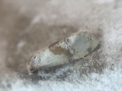 Platphalonidia