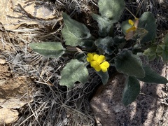 Viola purpurea aurea