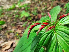 Spigelia splendens