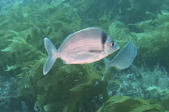 Nemadactylus macropterus