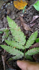 Pteris wulaiensis