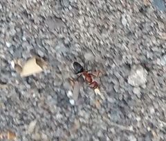 Dorymyrmex bicolor