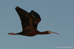 Plegadis chihi × Plegadis falcinellus