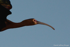 Plegadis chihi × Plegadis falcinellus
