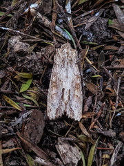 Ichneutica mollis