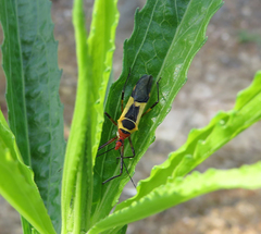 Zelus ruficeps
